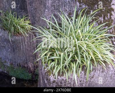 Chlorophytum comosum oder Spinnenpflanze oder Spinneneifeu oder Flugzeugpflanze oder Bandpflanze mit gestreiftem bunt grün-weißem Laub im schattigen gar Stockfoto