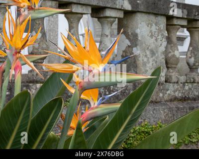 Strelitzia-Blüten. Paradiesvogel oder Kranblume blühende Pflanze. Strelitzia reginae. Stockfoto