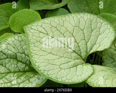 Brunnera macrophylla oder largeleaf brunnera herzförmige Blattnaht. Tolles Vergissmeinnicht. Heartleaf-Pflanze im Garten. Stockfoto