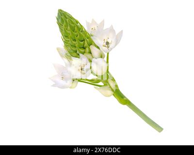 Ornithogalum thyrsoides weiße Blüte isoliert auf weiß. Chinkerinchee oder Chincherinchee oder Bethlehem-Stern oder Wunderblumen blühende Pflanze. Stockfoto