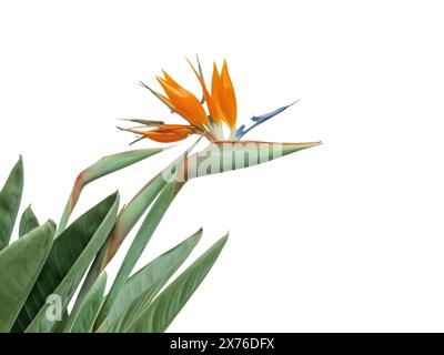 Strelitzia-Blüte und Blätter isoliert in der Ecke auf weißem Hintergrund. Paradiesvogel oder Kranblume blühende Pflanze. Strelitzia reginae. Stockfoto