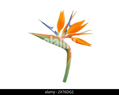 Strelitzia Blumenkopf isoliert auf weiß. Paradiesvogel oder Kranblume blühende Pflanze. Strelitzia reginae. Stockfoto