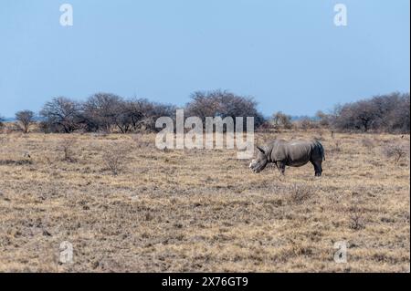 Ein einsamer enthornt Schwarzes Nashorn - Diceros bicornis occidentalis - Beweidung in Etosha National Park, Namibia. Schwarze Nashörner sind durch Wilderei stark bedroht. Die Hupe wird entfernt, um die WILDERER von der Tötung der Tiere zu stoppen. Stockfoto