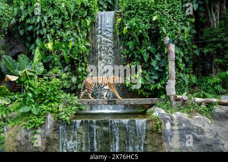 Der Tiger im Zoo. Stockfoto