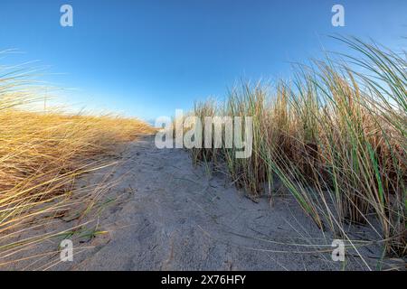 Schöner typischer Ostseestrand, Strandgras, Sand, Laboe, Schleswig Holstein Stockfoto