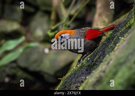 Rotschwanzlachthrush - Trochalopteron milnei, schöner farbiger Vogelperlvogel aus Wäldern und Dschungel Zentral- und Ostasiens, China. Stockfoto