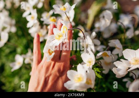 Nahaufnahme von weißen Anemonenblüten. Frau bewundert Blüten in der Hand im Frühlingsgarten bei Sonnenuntergang. Draufsicht Stockfoto