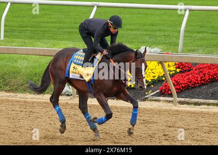 Mai 2024: Pimlico Racetrack, Baltimore, Baltimore City, Maryland, USA. Pimlico Racetrack wird 149 die Preakness in Baltimore ausgetragen. Es ist das zweite Juwel im Triple Crown of Horse Racing. Das große Rennen führt an der Spitze des „Sunrise on Old Hilltop“ Pimlico Racetrack auf einem Hügel. Preakness Pferdeanwärter und ihre Jockeys begrüßen Pferdebegeisterte und Gemeindemitglieder in den Nachbarschaften rund um die Rennstrecke, um die Pferde in Vorbereitung auf das Preakness Race trainieren zu sehen. Bildunterschrift: Robyn Stevens Brody/SIPA USA. Stockfoto