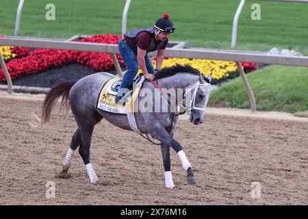 Mai 2024: Pimlico Racetrack, Baltimore, Baltimore City, Maryland, USA. Pimlico Racetrack wird 149 die Preakness in Baltimore ausgetragen. Es ist das zweite Juwel im Triple Crown of Horse Racing. Das große Rennen führt an der Spitze des „Sunrise on Old Hilltop“ Pimlico Racetrack auf einem Hügel. Preakness Pferdeanwärter und ihre Jockeys begrüßen Pferdebegeisterte und Gemeindemitglieder in den Nachbarschaften rund um die Rennstrecke, um die Pferde in Vorbereitung auf das Preakness Race trainieren zu sehen. Bildunterschrift: Robyn Stevens Brody/SIPA USA. Stockfoto