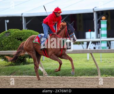 Mai 2024: Pimlico Racetrack, Baltimore, Baltimore City, Maryland, USA. Pimlico Racetrack wird 149 die Preakness in Baltimore ausgetragen. Es ist das zweite Juwel im Triple Crown of Horse Racing. Das große Rennen führt an der Spitze des „Sunrise on Old Hilltop“ Pimlico Racetrack auf einem Hügel. Preakness Pferdeanwärter und ihre Jockeys begrüßen Pferdebegeisterte und Gemeindemitglieder in den Nachbarschaften rund um die Rennstrecke, um die Pferde in Vorbereitung auf das Preakness Race trainieren zu sehen. Bildunterschrift: Robyn Stevens Brody/SIPA USA. Stockfoto