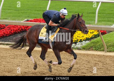 Mai 2024: Pimlico Racetrack, Baltimore, Baltimore City, Maryland, USA. Pimlico Racetrack wird 149 die Preakness in Baltimore ausgetragen. Es ist das zweite Juwel im Triple Crown of Horse Racing. Das große Rennen führt an der Spitze des „Sunrise on Old Hilltop“ Pimlico Racetrack auf einem Hügel. Preakness Pferdeanwärter und ihre Jockeys begrüßen Pferdebegeisterte und Gemeindemitglieder in den Nachbarschaften rund um die Rennstrecke, um die Pferde in Vorbereitung auf das Preakness Race trainieren zu sehen. Bildunterschrift: Robyn Stevens Brody/SIPA USA. Stockfoto