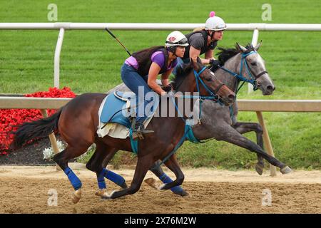 Mai 2024: Pimlico Racetrack, Baltimore, Baltimore City, Maryland, USA. Pimlico Racetrack wird 149 die Preakness in Baltimore ausgetragen. Es ist das zweite Juwel im Triple Crown of Horse Racing. Das große Rennen führt an der Spitze des „Sunrise on Old Hilltop“ Pimlico Racetrack auf einem Hügel. Preakness Pferdeanwärter und ihre Jockeys begrüßen Pferdebegeisterte und Gemeindemitglieder in den Nachbarschaften rund um die Rennstrecke, um die Pferde in Vorbereitung auf das Preakness Race trainieren zu sehen. Bildunterschrift: Robyn Stevens Brody/SIPA USA. Stockfoto