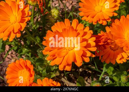 Aus nächster Nähe sehen Sie Orangen-, englische Ringelblumen- oder Calendula officinalis-Blüten Stockfoto