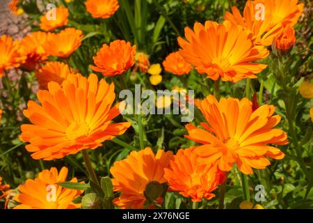 Aus nächster Nähe sehen Sie Orangen-, englische Ringelblumen- oder Calendula officinalis-Blüten Stockfoto