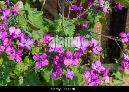 Lila Ehrlichkeit von Lunaria annua Blumen in der Ecke eines Gartens Stockfoto