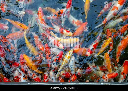 Füttere die japanischen Koi oder schicken Mist. Stockfoto