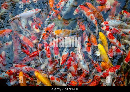 Füttere die japanischen Koi oder schicken Mist. Stockfoto