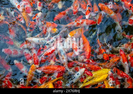 Füttere die japanischen Koi oder schicken Mist. Stockfoto