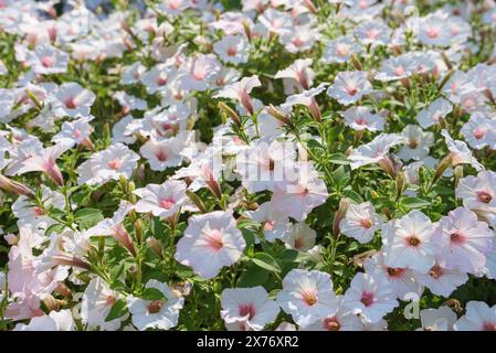 Weißer Petunie-Blumenhintergrund, weiße Petunien im Topf, Landschaftsdesign, Dekor. Üppig blühende bunte Gartenpetunien im Stadtpark. Wallp Stockfoto