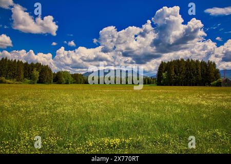 DE -BAVARIA: Frühling im Loisachmoor bei Bichl (Oberbayern) Stockfoto