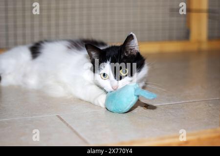 Ein kleiner bis mittelgroßer Felidae Fleischfresser mit schwarz-weißem Fell, der auf dem Boden neben einem Spielzeug liegt. Die Katzenschnurrhaare, Schnauze, Schwanz und Augen sind Vis Stockfoto