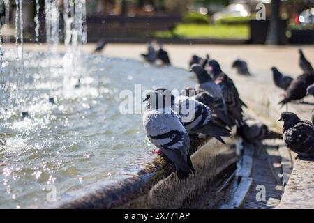 Eine Gruppe von Tauben trinkt gemütlich Wasser aus einem Stadtbrunnen, während ihre Federn im Sonnenlicht leuchten, während sie ihre Schnäbel tauchen Stockfoto