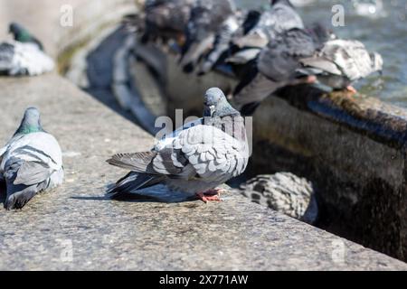 Eine Gruppe von Tauben trinkt gemütlich Wasser aus einem Stadtbrunnen, während ihre Federn im Sonnenlicht leuchten, während sie ihre Schnäbel tauchen Stockfoto