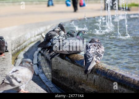 Eine Gruppe von Tauben trinkt gemütlich Wasser aus einem Stadtbrunnen, während ihre Federn im Sonnenlicht leuchten, während sie ihre Schnäbel tauchen Stockfoto