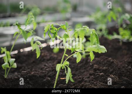 Horizontales Poster des Gewächshauses mit Tomatensämlingen im Gewächshaus, Anbau von Gemüse auf der lokalen Farm und Pflege für gesunde Lebensmittel, Gartenarbeit und hausgar Stockfoto