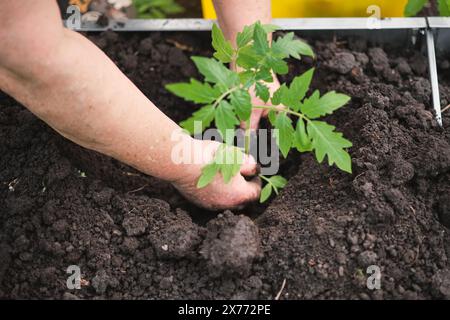 Hände einer alten Bauerin, die Tomatensämlinge sorgfältig in einem Gewächshaus pflanzt, Bauernhof anbaut, Bio-reine Lebensmittel anbaut, Konzept des Gartenbaus A Stockfoto