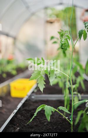 Tomatensämling im Gewächshaus Nahaufnahme, vertikales Poster, Anbau von Hausgemüse und Pflege gesunder Lebensmittel, Gartenarbeit und Hausgarten Konzept Stockfoto