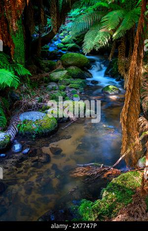 Sanft fließender Bach im Regenwald neben dem Wanderweg zu den Saint Columba Falls, Pyengana, Tasmanien Stockfoto