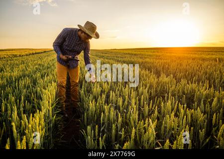 Afrikanischer Bauer steht auf seinem wachsenden Weizenfeld. Er untersucht den Fortschritt der Pflanzen. Stockfoto