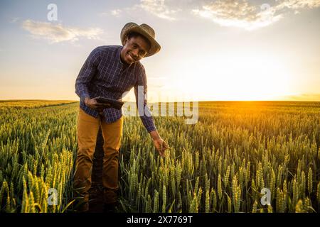 Afrikanischer Bauer steht auf seinem wachsenden Weizenfeld. Er untersucht den Fortschritt der Pflanzen. Stockfoto