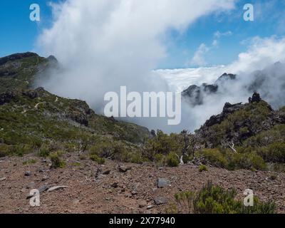 Blick auf grüne Berge, bedeckt mit Heidekraut, Blumen und weißen trockenen Bäumen in nebeligen Wolken. Wanderweg PR1.2 von Achada do Teixeira nach Pico Ruivo, Stockfoto