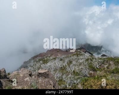 Blick auf grüne Berge, bedeckt mit Heidekraut, Blumen und weißen trockenen Bäumen in nebeligen Wolken. Wanderweg PR1.2 von Achada do Teixeira nach Pico Ruivo, Stockfoto