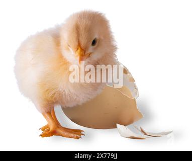 Werfen Sie Schatten hinter einem Baby-Fan-Orpington-Hühnercheck und gebrochenen Eiern, aus denen es gerade kam. Stockfoto