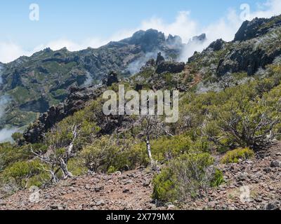 Blick auf grüne Berge, bedeckt mit Heidekraut, Blumen und weißen trockenen Bäumen in nebeligen Wolken. Wanderweg PR1.2 von Achada do Teixeira nach Pico Ruivo, Stockfoto