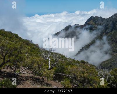 Blick auf grüne Berge, bedeckt mit Heidekraut, Blumen und weißen trockenen Bäumen in nebeligen Wolken. Wanderweg PR1.2 von Achada do Teixeira nach Pico Ruivo, Stockfoto