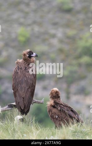 Der Eurasische Schwarzgeier (Aegypius monachus), auch als Geier bekannt Stockfoto