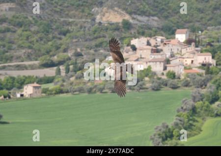 Schwarzer Drachen (Milvus migrans), der über ein katalanisches Bergdorf fliegt Stockfoto