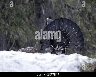 Auerhuhn, Tetrao urogallus, einzelner Mann im Schnee mit Weibchen in lek oder Schauplatz, Norwegen, Mai 2024 Stockfoto