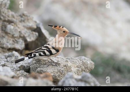 Eurasischer Wiedehopf (Upupa epops) mit wirbelloser Beute Stockfoto