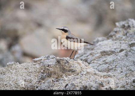 Männliche nördliche Weizen (Oenanthe oeananthe) Stockfoto