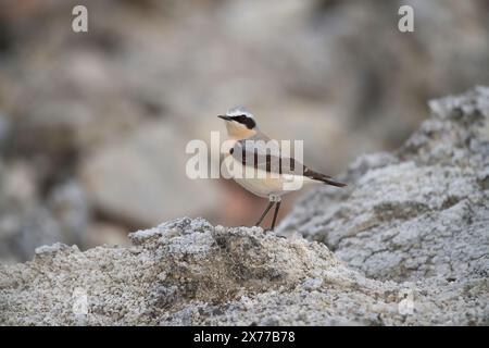 Männliche nördliche Weizen (Oenanthe oeananthe) Stockfoto