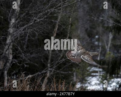 Auerhahn, Tetrao urogallus, einzelnes Weibchen im Flug, Norwegen, Mai 2024 Stockfoto