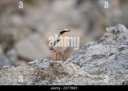 Männliche nördliche Weizen (Oenanthe oeananthe) Stockfoto