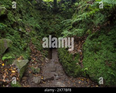 Eintritt in den kleinen Tunnel in Levada in dichtem tropischen Lorbeerwald mit mossa und Farnen. Levada Caldeirao Verde und Caldeirao do Inferno Wanderwegen Stockfoto