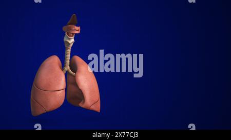 Menschliche Lungeninfektion Atemwegserkrankung Stockfoto