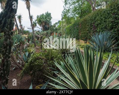 Blick auf Kakteen und saftige Pflanzen in den berühmten tropischen botanischen Gärten in Funchal, Jardim Botanico da Madeira wurde 1960 für die Öffentlichkeit eröffnet. Stockfoto